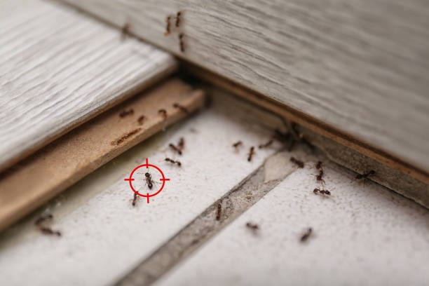 Best Pest Prevention Services  in Mccoll, SC