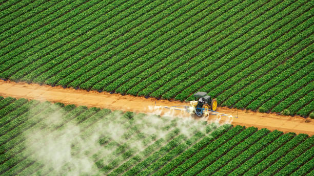 Best Termite Control Services  in Mccoll, SC