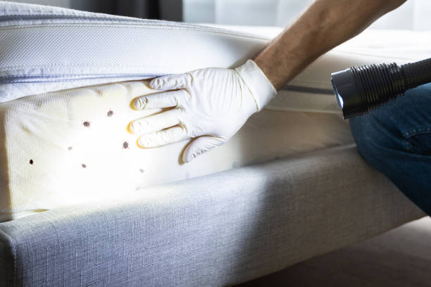 Best Cockroach Control Services  in Mccoll, SC