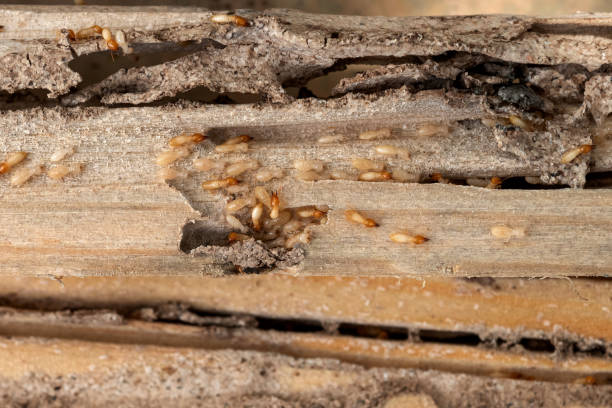 Best Insect Control  in Mccoll, SC